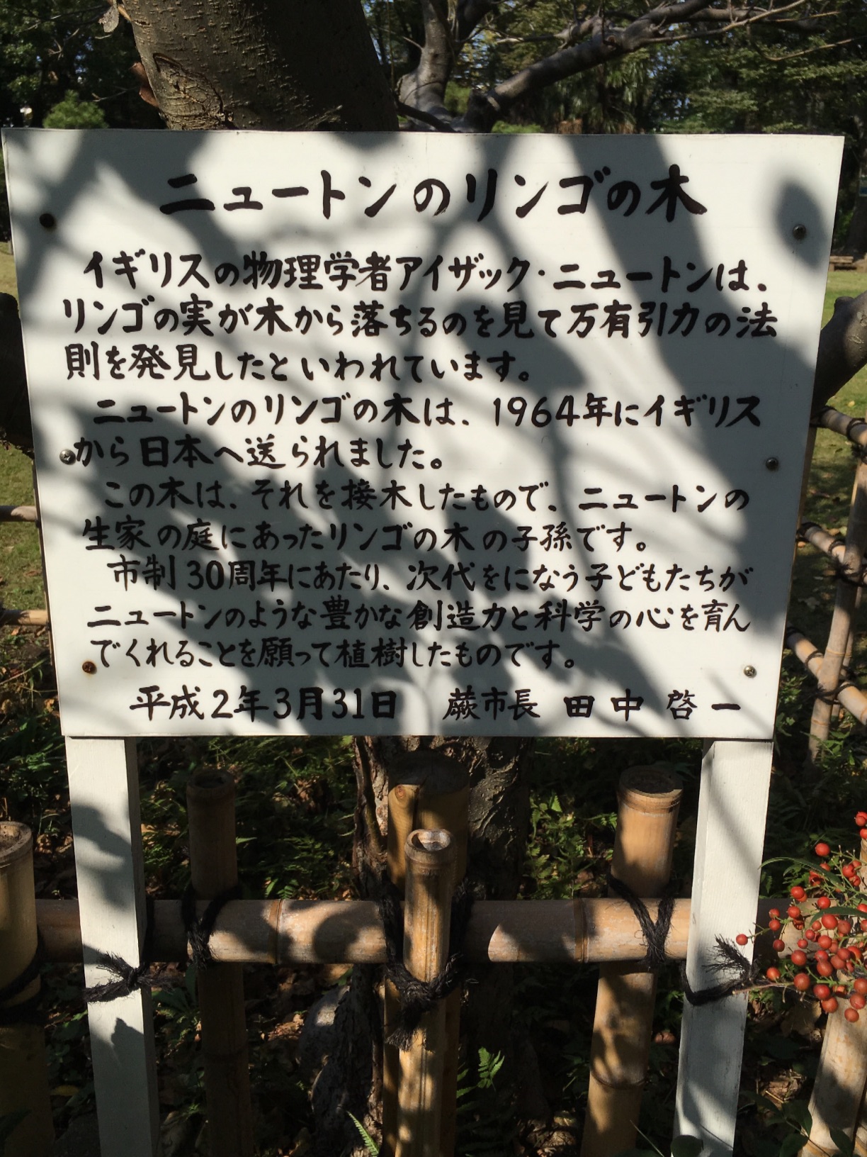 木が世界だったニュートン ニュートンのリンゴの木 - Monumento(モニュメント)